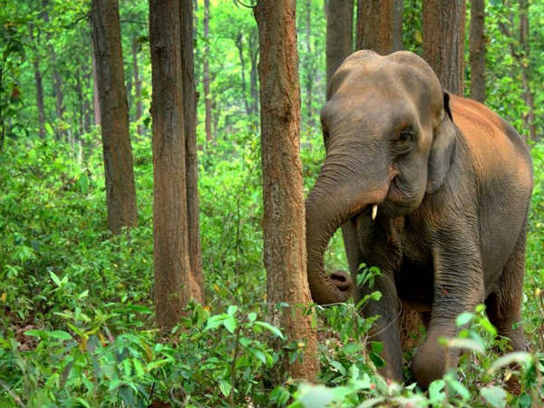 Natural Beauty Of The Sanctuary