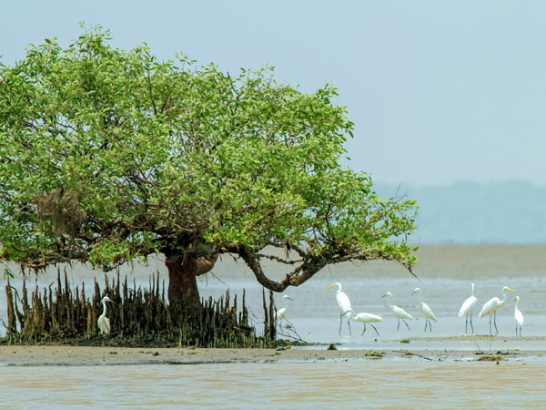 7. Coringa Wildlife Sanctuary