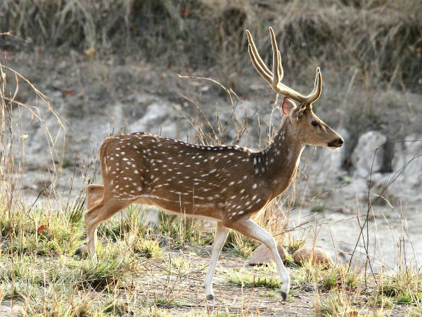 Bandhavgarh National Park