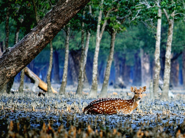 Sundarbans National Park