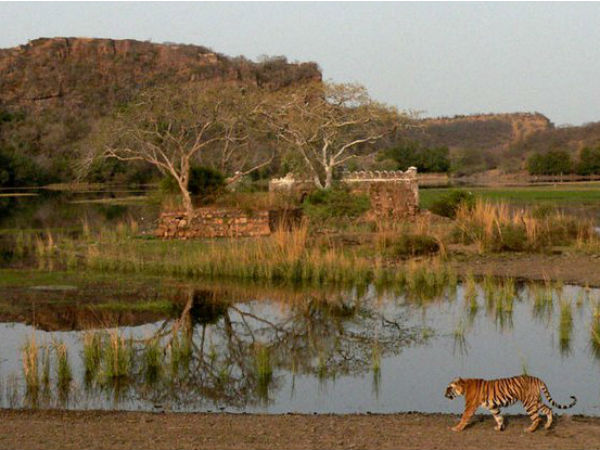 Ranthambore National Park