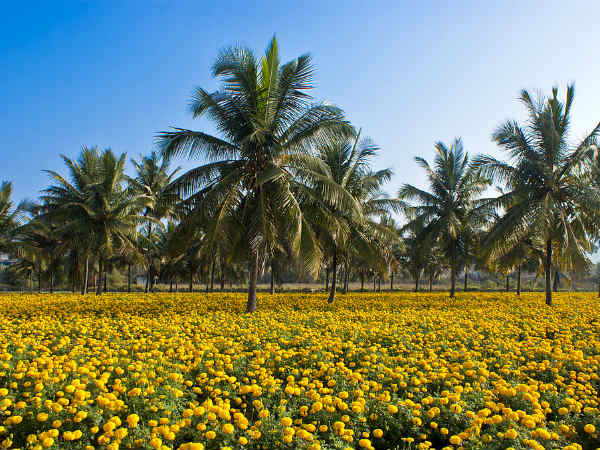 The Coconut World