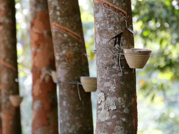 The Largest Producer Of Rubber