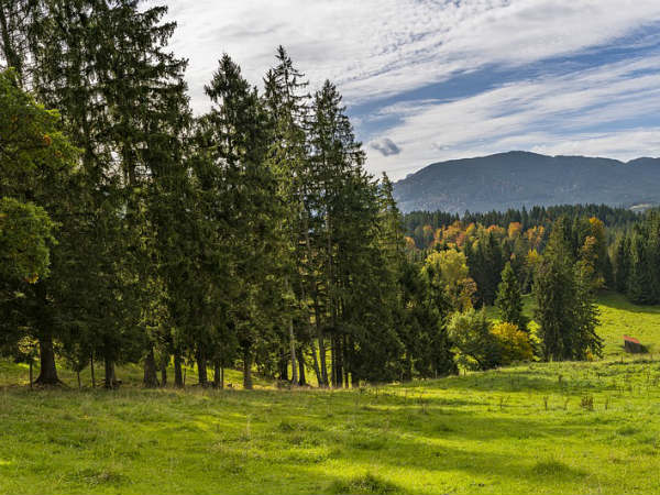 4) Pine And Fir Forests With Snow-clad Mountains
