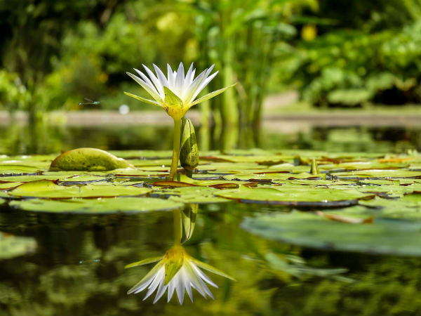 Home To Numerous Gardens