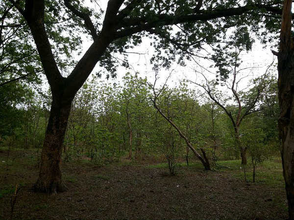 Kawal Wildlife Sanctuary