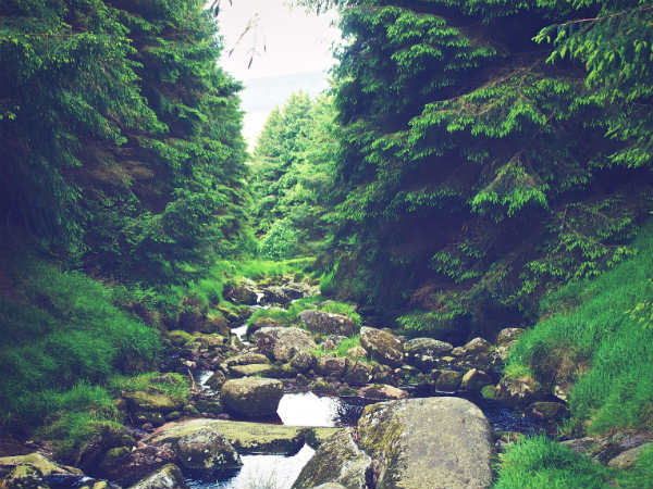 4) Trek Through The Lush Greenery Of Janapav Kuti