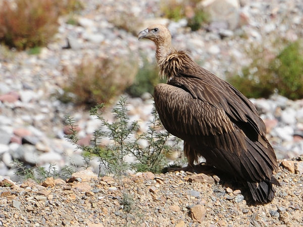 Himalayan Griffon Vulture