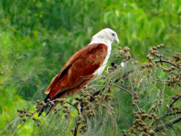 2) The Land Of Rich Flora And Fauna