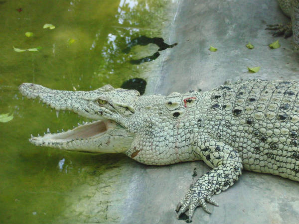 4) The Only Place With White Crocodiles