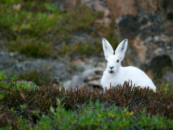 1) Palkot Wildlife Sanctuary