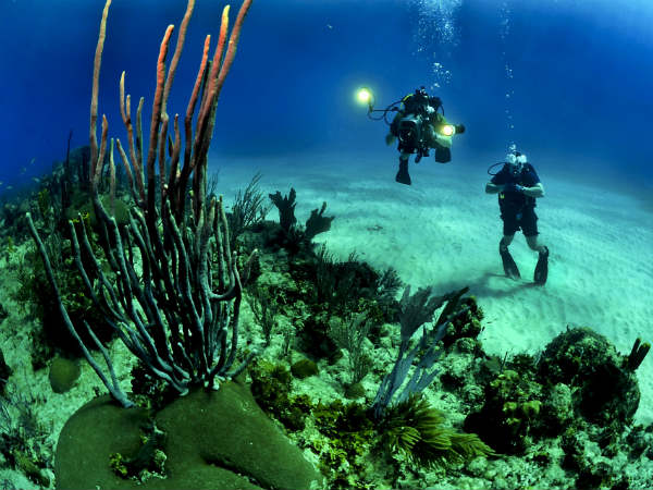 1) Picking Up Corals Is A Punishable Offence