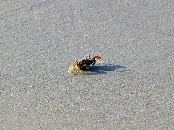 5) Be Aware Of Crabs While On Beaches