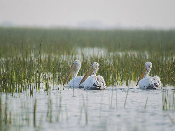 7) Nal Sarovar Lake