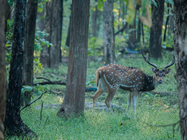 Flora And Fauna Of Harriet National Park