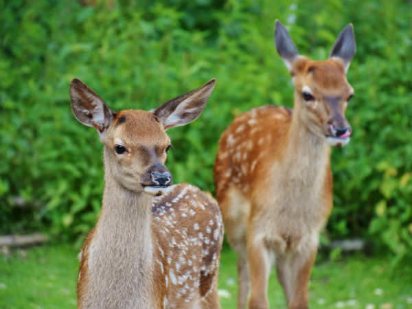 Malsi Deer Park