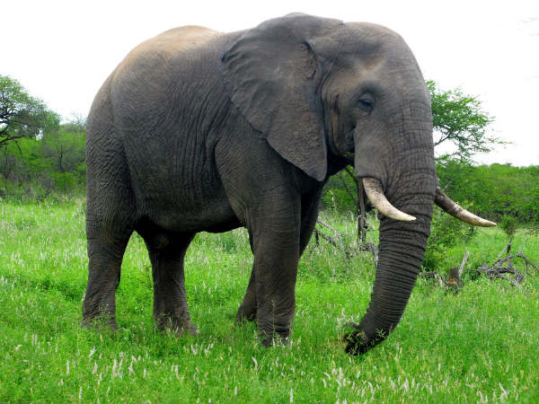 5) Elephant Sanctuary