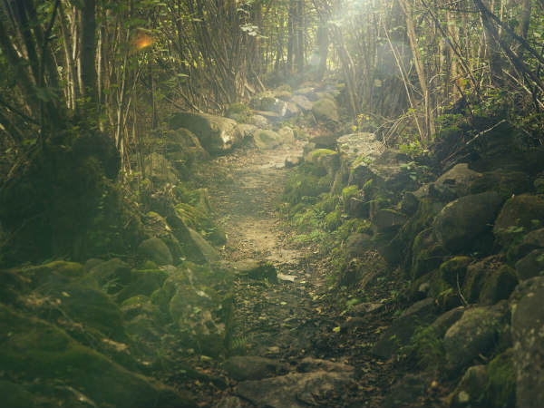 Mallaram Forest