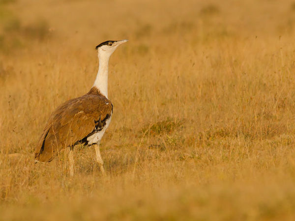 How To Reach Jaisalmer