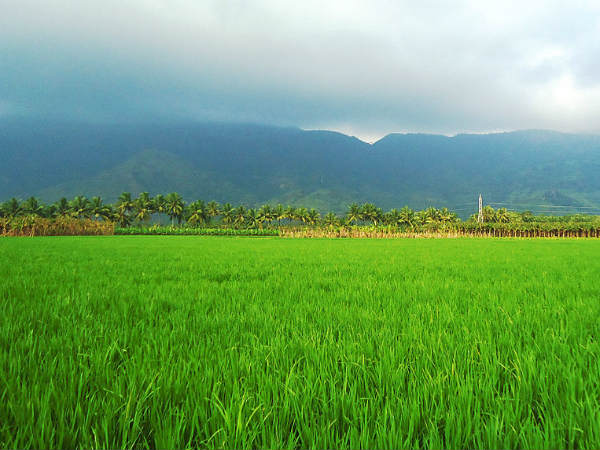3) Take A Stroll Amid Its Lush Greenery