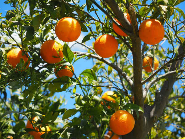 1) The Orange City