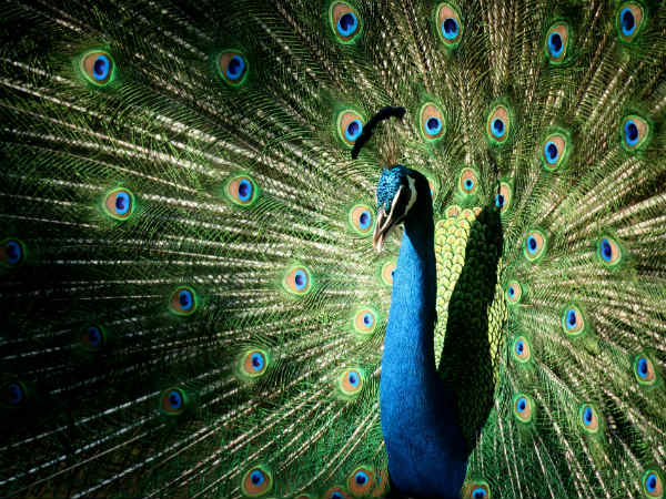 7) A Weekend Destination For Bird Lovers