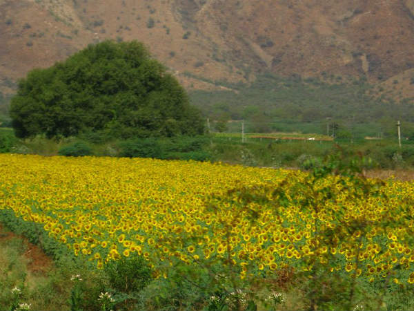 Nallamala Hills