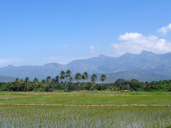 4) Rajapalayam
