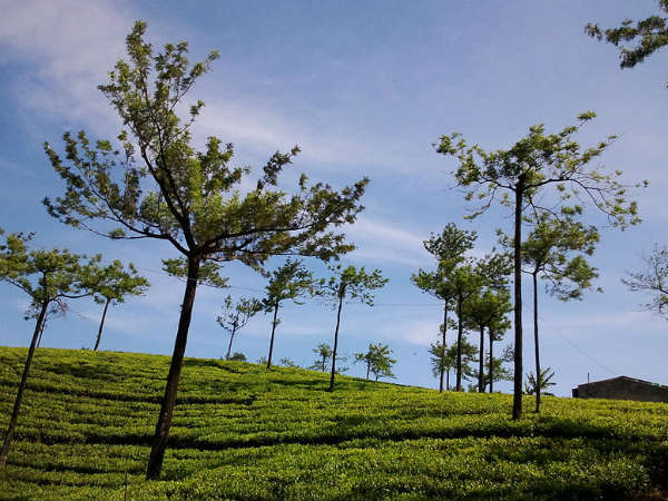 Best Time To Visit Kumily