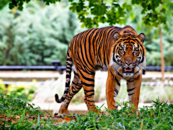 3) The Tiger Capital Of India