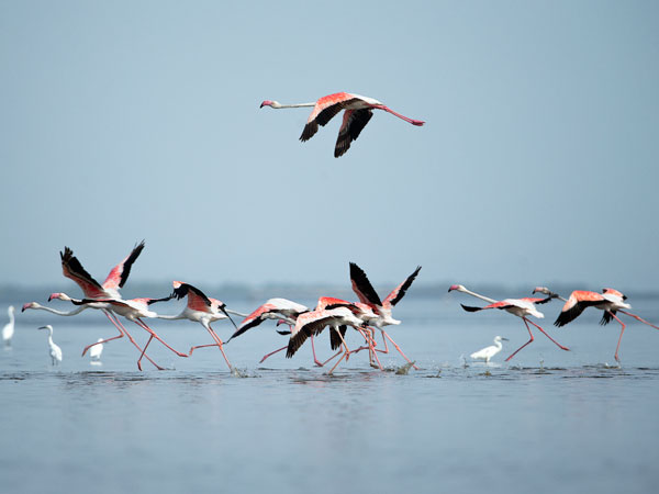 Chilika Lake – Odisha