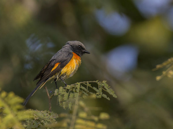 Kitam Bird Sanctuary