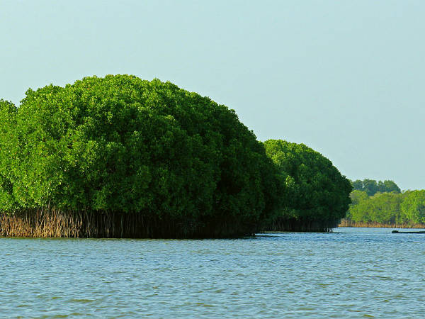 2) Pichavaram