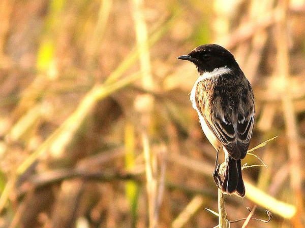 Best Time To Visit Kanwar Lake Bird Sanctuary