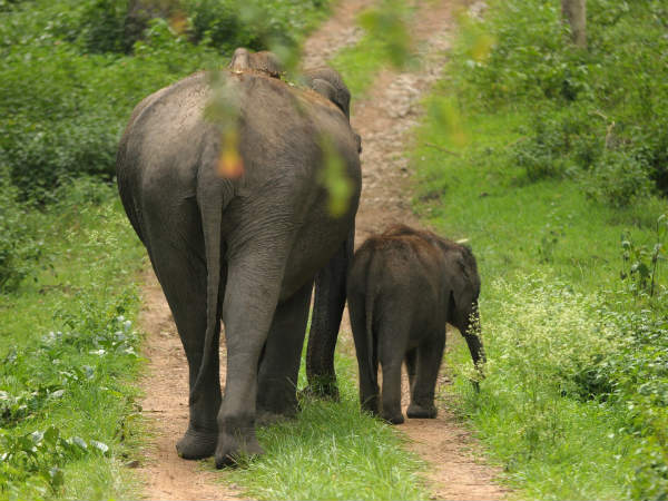 2) Palani Hills Wildlife Sanctuary