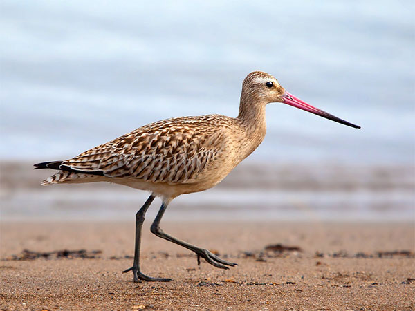 3) Point Calimere Wildlife Sanctuary: