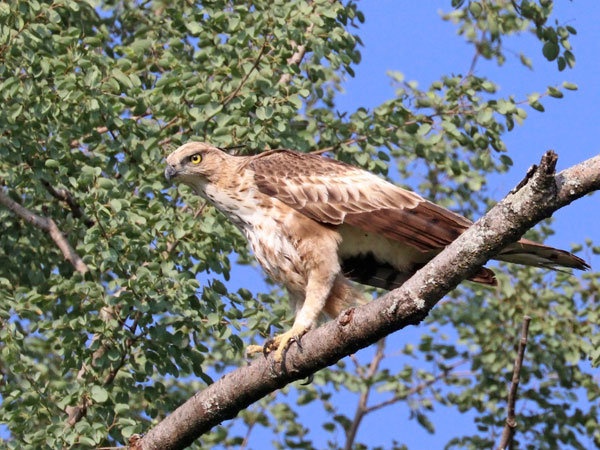 4) Chinnar Wildlife Sanctuary