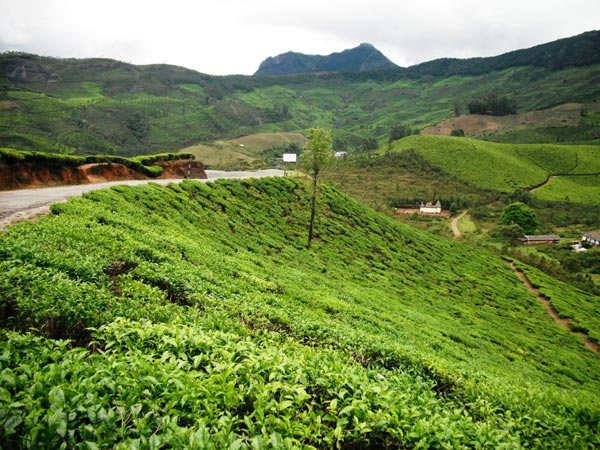 14) Devikulam: