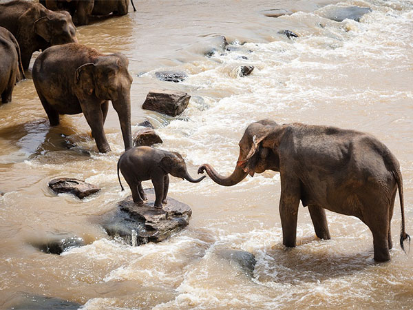 2) Mudumalai Wildlife Sanctuary: