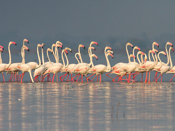 7) Backwaters Of Bhigwan