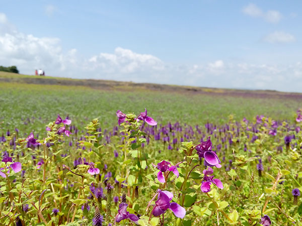 9) Kaas Plateau