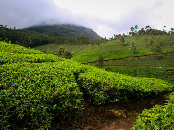 3) Munnar: