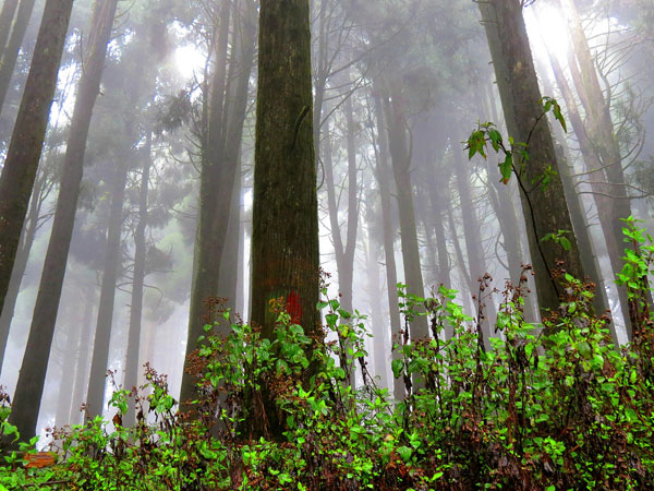 Day 3: Darjeeling to Tumling:-
