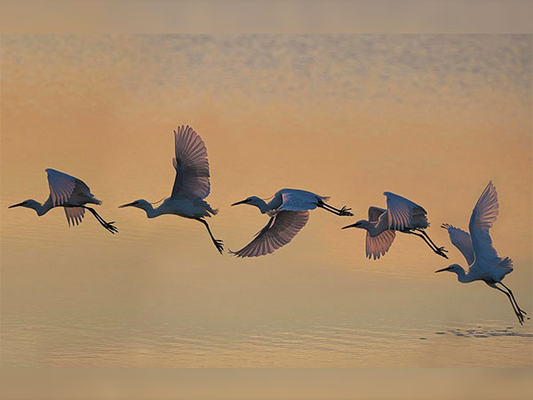 5) Vedanthangal Bird Sanctuary: