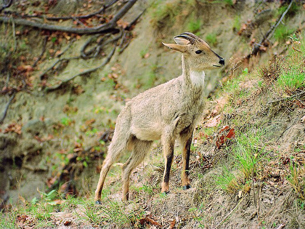 7) Rajaji Tiger Reserve