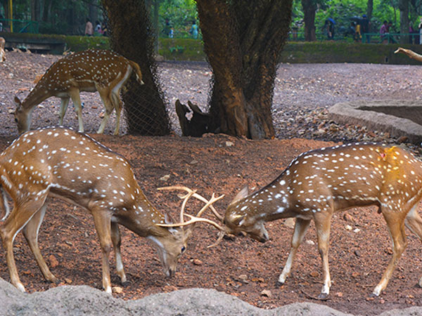 7) Abhayaranyam Zoo: