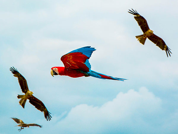 1. Samaspur Bird Sanctuary