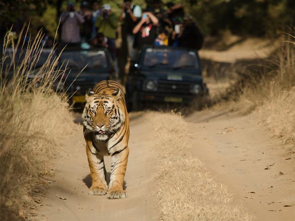 4) Bandhavgarh National Park, Madhya Pradesh