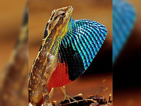 3) Bhimashankar Wildlife Sanctuary: