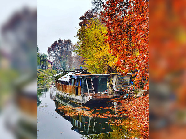 8) Chinar Bagh: